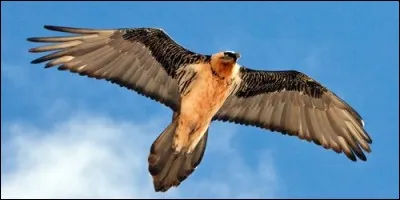 Quelle sorte d'oiseau est le gypaète barbu ?