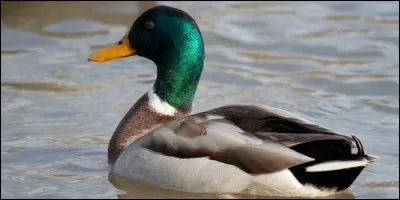 Lequel de ces noms est celui d'un canard ?