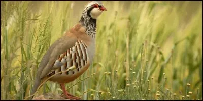 Où la perdrix fait-elle son nid ?