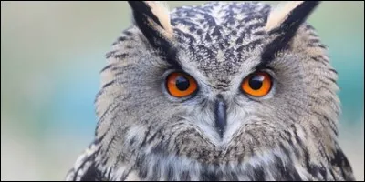 Comment appelle-t-on les touffes de plumes sur la tête du hibou ?