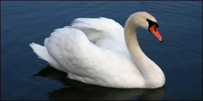 Quel oiseau tout blanc, au long bec généralement orange, vit dans les étangs ?