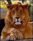 Quel est cet hybride de la tigresse et du lion ?