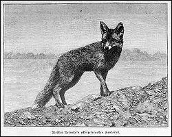 Que fait le renard quand il crie ?