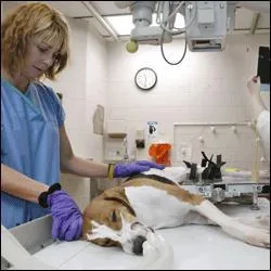 Je soigne les animaux, qui suis-je ?