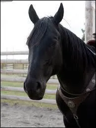 Quel nom porte le cheval noir que monte l'actrice principale ?