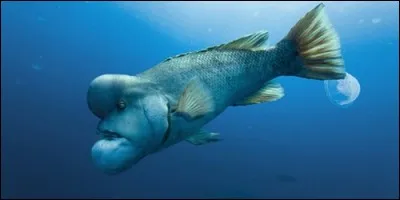 Certains poissons ont des os.