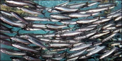 Lequel de ces poissons est le plus petit ?