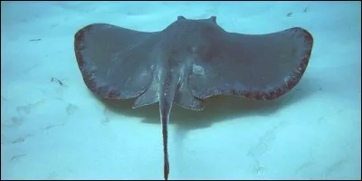 Je suis un gros poisson et je suis aussi la ligne qui sépare les cheveux. Je suis :