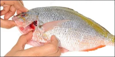 Comment appelle-t-on l'ouverture de chaque côté de la tête du poisson ?