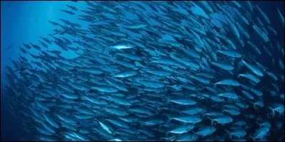 Comment s'appelle un groupe de poissons ?