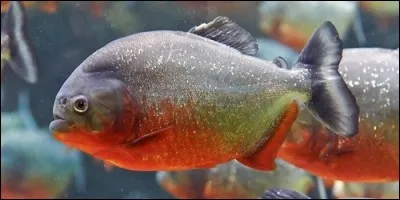 Quel petit poisson d'Amazonie peut dévorer un gros animal en quelques minutes ?