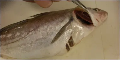 Quels organes permettent à un poisson de respirer ?