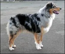 Le Berger Australien est originaire de quel pays ?