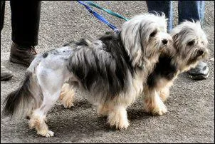 Le Petit chien lion est originaire de quel pays ?