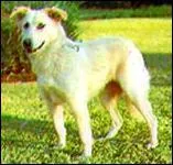 L'Adi est originaire de quel pays ?