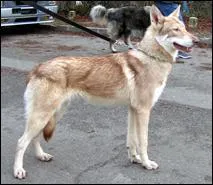 Le Saarlooswolfhound est originaire de quel pays ?