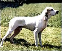 Le Porcelaine est originaire de quel pays ?