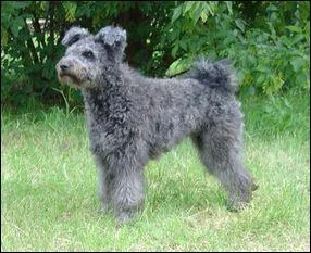 Le Pumi est originaire de quel pays ?