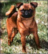 Le Petit Brabanon est originaire de quel pays ?