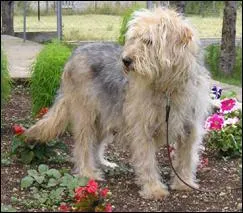 Le Barak est originaire de quel pays ?