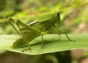 Quiz Animaux en japonais