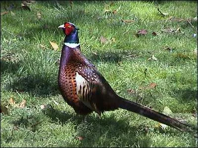 Tu peux me dire ce que c'est ?