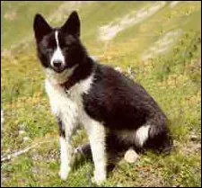 Le chien d'Ours de Carlie est originaire de quel pays ?