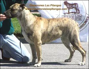 Le Cimarron est originaire de quel pays ?