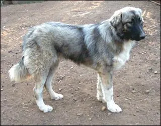 Le Carpatin est originaire de quel pays ?