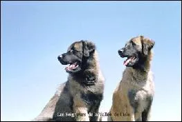 Le chien de la Montagne de l'Etoile est originaire de quel pays ?