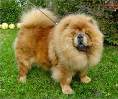 Le Chow-Chow est originaire de quel pays ?