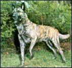 Le Berger Hollandais est originaire de quel pays ?