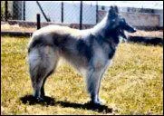 Le berger de Tuerveren est originaire de quel pays ?