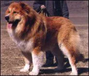 Le Berger de Caucase est originaire de quel pays ?