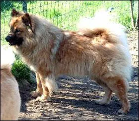 L'Eurasier est originaire de quel pays ?