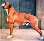 Le Boxer est originaire de quel pays ?