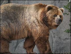Quel est cet ours, le plus grand carnivore terrestre qui tient son nom d'une le de l'Alaska ?