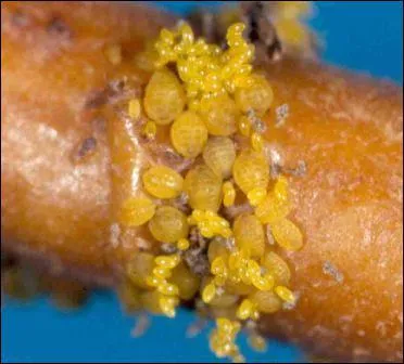 Le phylloxéra est une maladie qui touche :