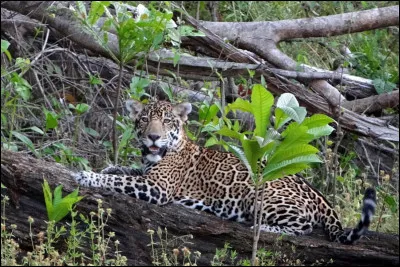 En Guyane, les jaguars (dont on a, comme ailleurs, empi�t� sur le territoire) sont parfois contraints d'attaquer ( pour se nourrir ). Qu'attaquent-ils ?