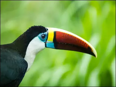 Quel est l'embl�me de la Guyane ?