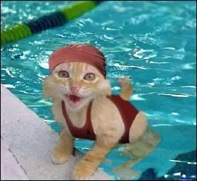 Quel accessoire est interdit dans les piscines ?