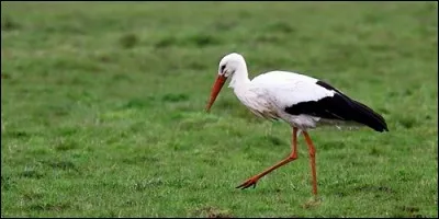 Lequel de ces oiseaux a un long bec ?
