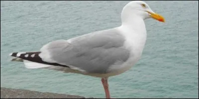 A quel oiseau marin le goéland ressemble-t-il ?