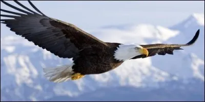 Quel oiseau glatit ?