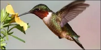 Quel est l'autre nom du colibri ?