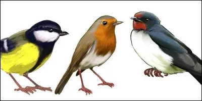 Tous les oiseaux sont herbivores.