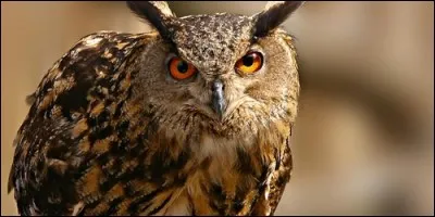 Comment s'appelle le cri du hibou ?
