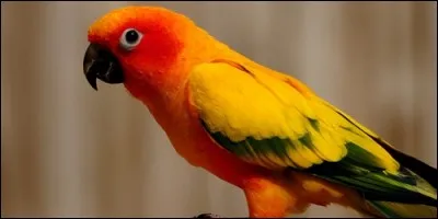 Comment est appelé l'estomac chez les oiseaux ?