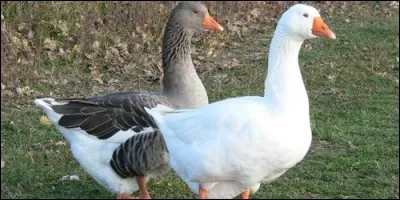 Comment s'appelle le mâle de l'oie ?