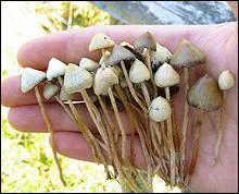 Quelle est la particularit du champignon Psilocybe ?